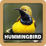 Hummingbird Sound Ringtone icon