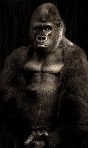 Gorilla Wallpaper