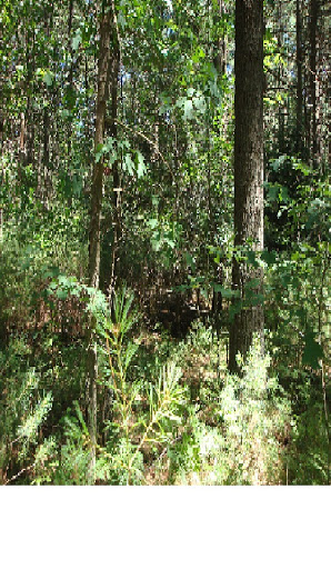 Kitsune kanji learner