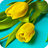 Yellow Tulips Live Wallpaper icon