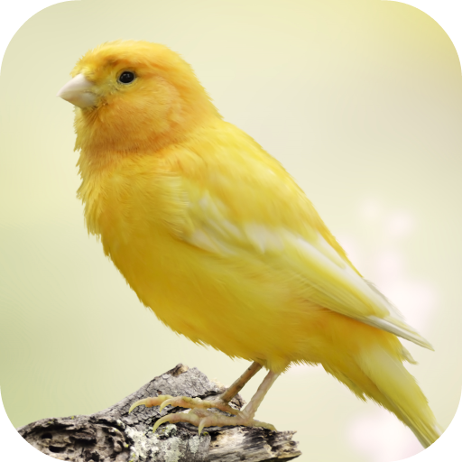 Canary Bird Sounds logo