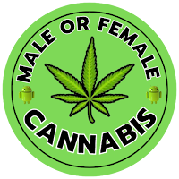 Is it male or female cannabis