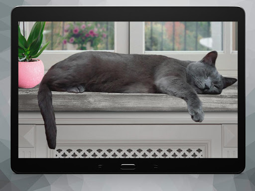 Cute Lazy Cat Live Wallpaper