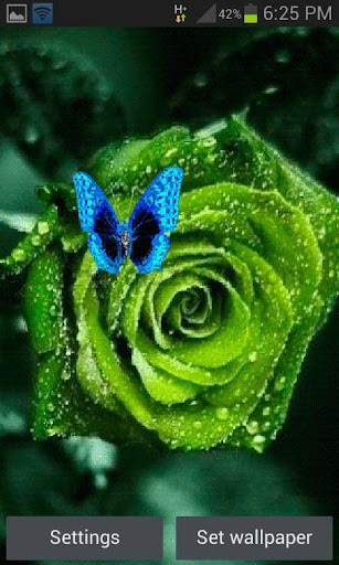 Green Rose Butterfly LWP