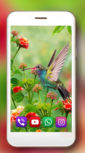 Humming Bird HD Live Wallpaper