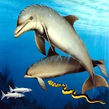 3D Dolphin 3 icon