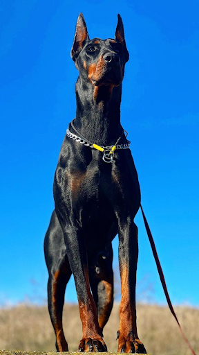 Doberman Wallpapers Screen 3