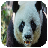 Panda wallpapers HD 2018 icon