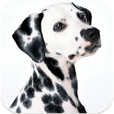 Dalmatians Images icon