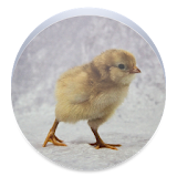 Baby Chick Wallpaper icon