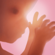 pregnancy   | Tracker app, every week in 3D