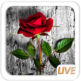 Rose Love Live wallpaper icon