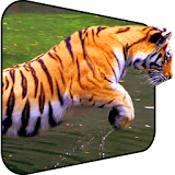 Beautiful Tiger Live Wallpaper icon