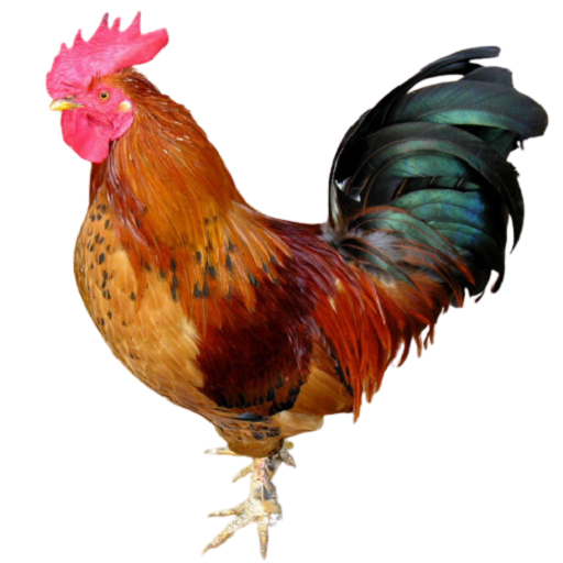 Kienyeji , Improved Kienyeji, Indigenous chicken