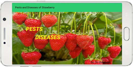 Strawberry Pests and Diseases