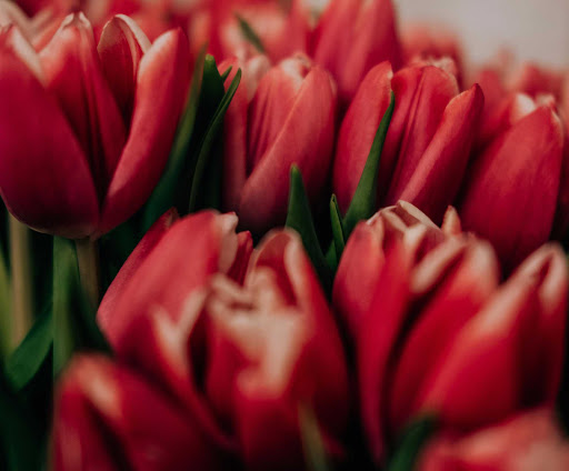 Red Flowers Wallpapers HD 2024