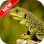 Cover Image of डाउनलोड Lizard Wallpaper 1.0.0 APK