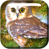 Lovely Owls Live Wallpaper icon