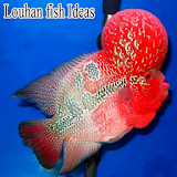 Louhan fish Ideas icon