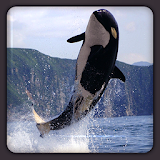 Killer Whale HD Wallpapers icon