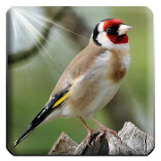 Goldfinch singing claim sounds