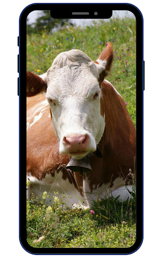 Cow Wallpapers Screen 3