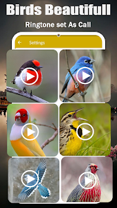 نغمات الطيور: أغاني الطيور