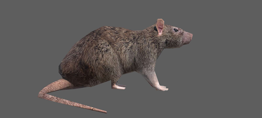 Horizontally Rotating Rat .Exe Screen 3
