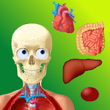 Puzzle Anatomy (learning game) icon