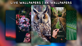 screenshot of Live Wallpapers, 4K Wallpapers