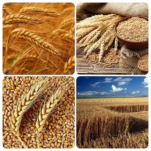 how to grow wheat logo