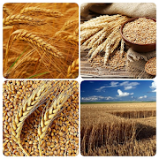 Top 31 Books & Reference Apps Like how to grow wheat - Best Alternatives