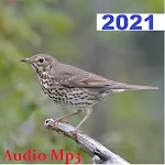 Cover Image of 下载 Song Thrush  APK