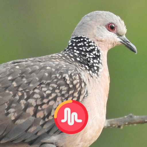 Spotted Dove Call Sounds 1.1 Icon
