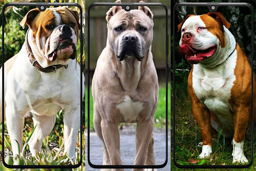 Pitbull Wallpaper Screen 3