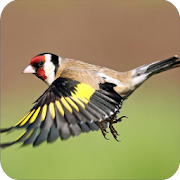 Birdsong Goldfinch New 1.0 Icon