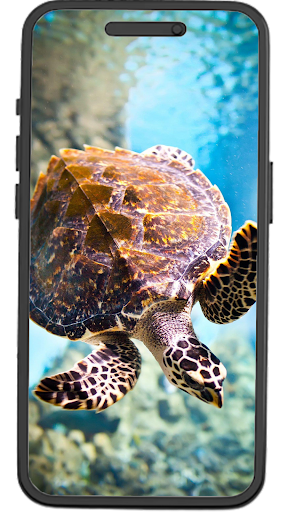 Turtles Wallpapers Screen 2