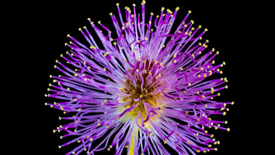 Wild Flower Wallpaper(圖8)-速報App