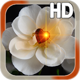Heart Rose Live HD icon