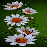 White Flowers Magic LWP icon