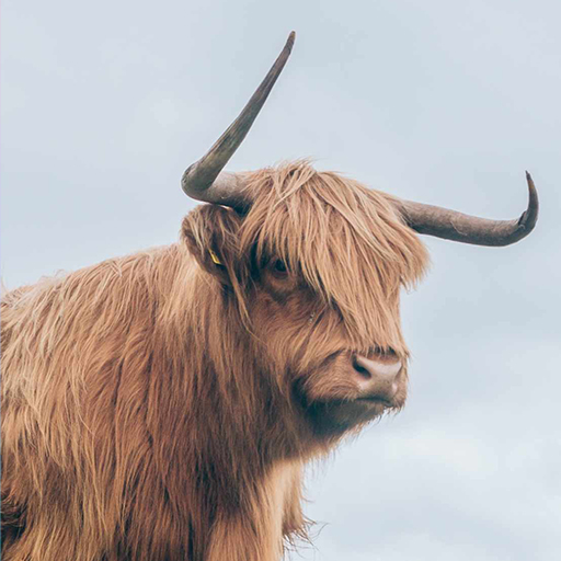 Bull Wallpaper - AppWisp.com