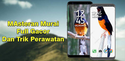 Masteran Murai Full Isian