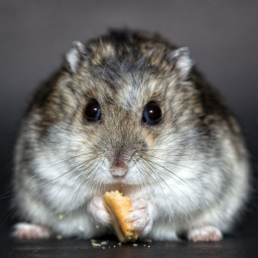 Android application Rat Sounds screenshort