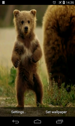 Android application Cute Bear Video Live Wallpaper screenshort