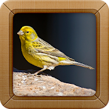 Canary Bird Sound Ringtone icon