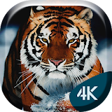 Snow Tiger 4K Live Wallpaper icon