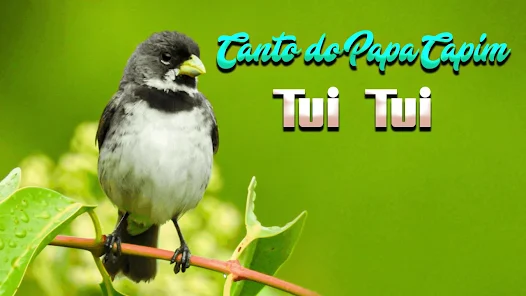 Papa Capim Tui Tui Canto 100% Limpo – Single de P. Fabio