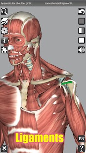 Capturas de tela de anatomia 3D