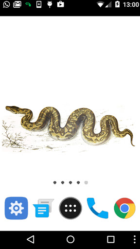 ball python wallpaper Screen 2