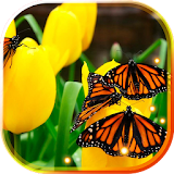 Butterfly live wallpaper icon